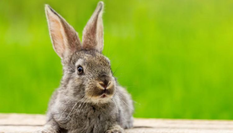 رنگ سال خرگوش