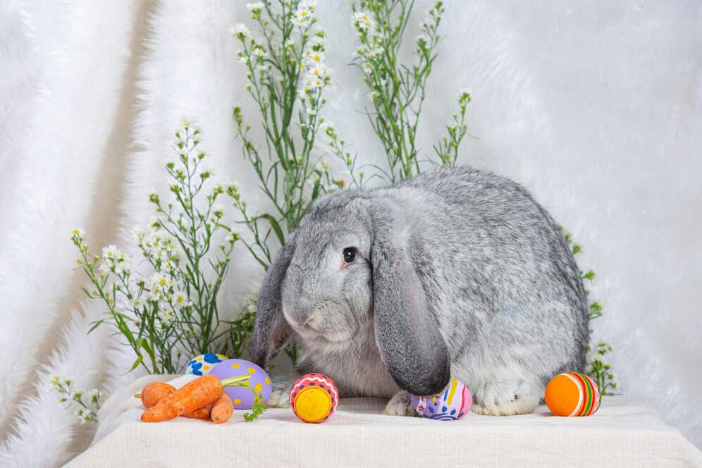 رنگ سال خرگوش