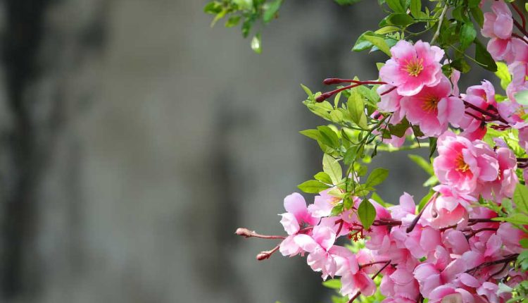 رنگ فصل بهار