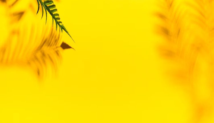 بهترین ترکیب رنگ زرد