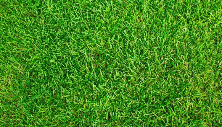 رنگ سبز چمنی