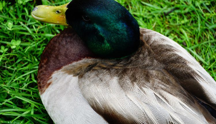 رنگ کله غازی